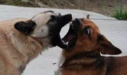 狼狗最新爆料图片高清,神秘生物真实面貌首次曝光